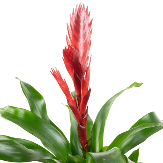 Flowerbox Flammendes Schwert, Callisia Repens 4 Flowerbox Flammendes Schwert, Callisia Repens – Bild 2