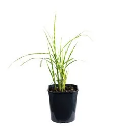 Flowerbox Gräser, Zebraschilf - Miscanthus Sinensis 'Strictus' - Höhe Ca. 40 Cm, Topf-Ø 23 Cm