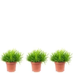 Flowerbox Zimmerpflanze, 3er-Set Kreuzkraut - Höhe Ca. 15 Cm, Topf-Ø 10,5 Cm - Senecio Archeri Himalaya