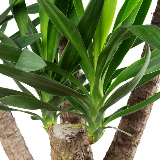 Flowerbox Palmlilie, Thuja Occidentalis Smaragd 5 Flowerbox Palmlilie, Thuja Occidentalis Smaragd – Bild 3