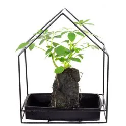 Flowerbox Zimmerpflanze, Strahlenaralie Im Lavastein-Haus - Schefflera - Höhe Ca. 35 Cm