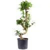 Flowerbox Bonsai-Feige, Pilea