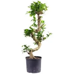 Flowerbox Bonsai-Feige, Pilea