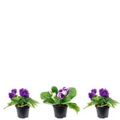 Flowerbox Zimmerpflanze, 3er-Set Falsche Gloxinie - Höhe Ca. 20 Cm, Topf-Ø 12 Cm - Sinningia Speciosa