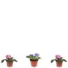 Flowerbox Zimmerpflanze, 3er-Set Usambaraveilchen - Höhe Ca. 25 Cm, Topf-Ø 12 Cm - Saintpaulia Ionantha -Wohnen Wohndeko Verkäufe unnamed file 7223