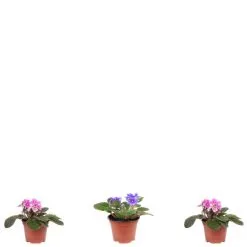 Flowerbox Zimmerpflanze, 3er-Set Usambaraveilchen - Höhe Ca. 25 Cm, Topf-Ø 12 Cm - Saintpaulia Ionantha