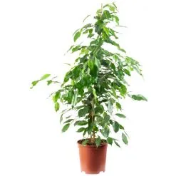 Flowerbox Zimmerpflanze, Birkenfeige "Forever-Mix" - Ficus Benjamini - Höhe Ca. 90 Cm, Topf-Ø 21 Cm