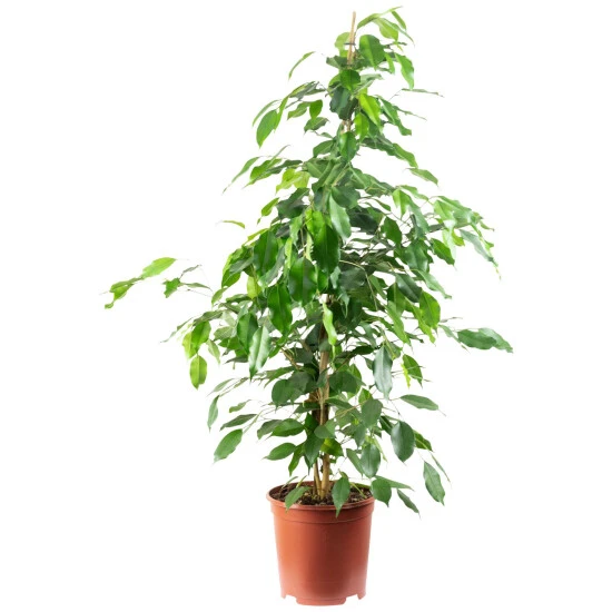 Flowerbox Zimmerpflanze, Birkenfeige "Forever-Mix" - Ficus Benjamini - Höhe Ca. 90 Cm, Topf-Ø 21 Cm 3 Flowerbox Zimmerpflanze, Birkenfeige "Forever-Mix" - Ficus Benjamini - Höhe Ca. 90 Cm, Topf-Ø 21 Cm