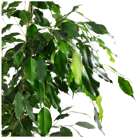 Flowerbox Zimmerpflanze, Birkenfeige "Forever-Mix" - Ficus Benjamini - Höhe Ca. 90 Cm, Topf-Ø 21 Cm 4 Flowerbox Zimmerpflanze, Birkenfeige "Forever-Mix" - Ficus Benjamini - Höhe Ca. 90 Cm, Topf-Ø 21 Cm – Bild 2