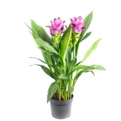 Flowerbox Zimmerpflanze, Kurkuma - Curcuma - Höhe Ca. 45 Cm, Topf-Ø 14 Cm