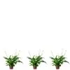 Flowerbox Zimmerpflanze, 3er-Set Einblatt - Höhe Ca. 35 Cm, Topf-Ø 9 Cm - Spathiphyllum -Wohnen Wohndeko Verkäufe unnamed file 7231
