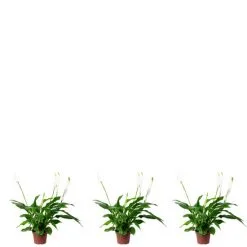 Flowerbox Zimmerpflanze, 3er-Set Einblatt - Höhe Ca. 35 Cm, Topf-Ø 9 Cm - Spathiphyllum