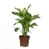 Flowerbox Zimmerpflanze, Dieffenbachie "Compacta" - Dieffenbachia - Höhe Ca. 50 Cm, Topf-Ø 17 Cm -Wohnen Wohndeko Verkäufe unnamed file 7232