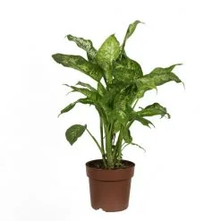 Flowerbox Zimmerpflanze, Dieffenbachie "Compacta" - Dieffenbachia - Höhe Ca. 50 Cm, Topf-Ø 17 Cm