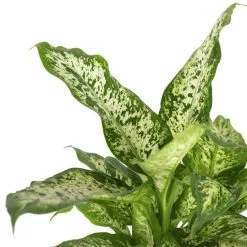 Flowerbox Zimmerpflanze, Dieffenbachie "Compacta" - Dieffenbachia - Höhe Ca. 50 Cm, Topf-Ø 17 Cm -Wohnen Wohndeko Verkäufe unnamed file 7234