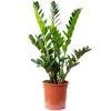 Flowerbox Zimmerpflanze, Glücksfeder - Zamioculcas Zamiifolia 9+ - Höhe Ca. 75 Cm, Topf-Ø 21 Cm -Wohnen Wohndeko Verkäufe unnamed file 7237