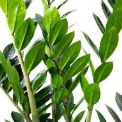 Flowerbox Zimmerpflanze, Glücksfeder - Zamioculcas Zamiifolia 9+ - Höhe Ca. 75 Cm, Topf-Ø 21 Cm -Wohnen Wohndeko Verkäufe unnamed file 7239