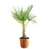 Flowerbox Topfpflanze, Chinesische Hanfpalme - Trachycarpus Fortunei - Höhe 135 Cm, Topf-Ø 35 Cm -Wohnen Wohndeko Verkäufe unnamed file 7242