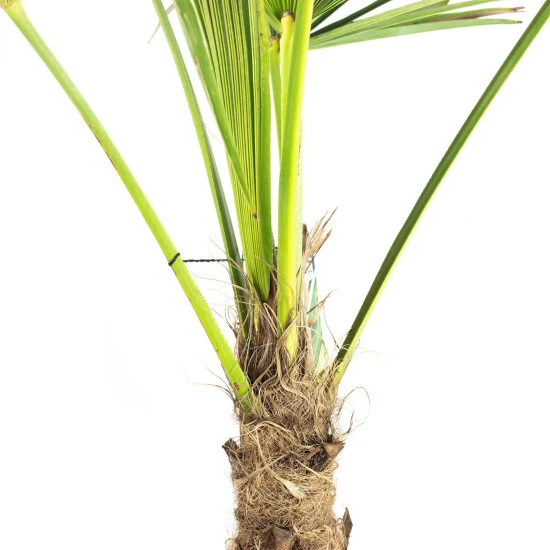 Flowerbox Topfpflanze, Chinesische Hanfpalme - Trachycarpus Fortunei - Höhe 135 Cm, Topf-Ø 35 Cm 4 Flowerbox Topfpflanze, Chinesische Hanfpalme - Trachycarpus Fortunei - Höhe 135 Cm, Topf-Ø 35 Cm – Bild 2