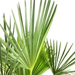 Flowerbox Topfpflanze, Chinesische Hanfpalme - Trachycarpus Fortunei - Höhe 135 Cm, Topf-Ø 35 Cm 7 Flowerbox Topfpflanze, Chinesische Hanfpalme - Trachycarpus Fortunei - Höhe 135 Cm, Topf-Ø 35 Cm -Wohnen Wohndeko Verkäufe unnamed file 7244