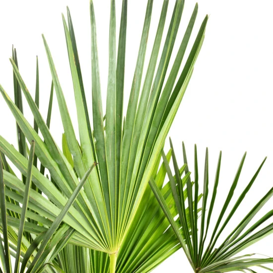 Flowerbox Topfpflanze, Chinesische Hanfpalme - Trachycarpus Fortunei - Höhe 135 Cm, Topf-Ø 35 Cm 5 Flowerbox Topfpflanze, Chinesische Hanfpalme - Trachycarpus Fortunei - Höhe 135 Cm, Topf-Ø 35 Cm – Bild 3