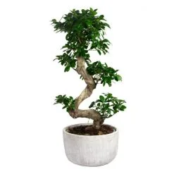 Flowerbox Zimmerpflanze, Bonsai Feige - Ficus Microcarpa Ginseng Fuji - Höhe Ca. 110 Cm, Topf-Ø 36 Cm