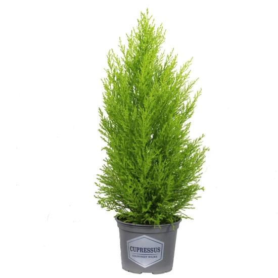 Flowerbox Topfpflanze, Zimmerzypresse "Goldcrest Wilma" Pyramide - Cupressus - Höhe Ca. 50 Cm, Topf-Ø 17 Cm 3 Flowerbox Topfpflanze, Zimmerzypresse "Goldcrest Wilma" Pyramide - Cupressus - Höhe Ca. 50 Cm, Topf-Ø 17 Cm