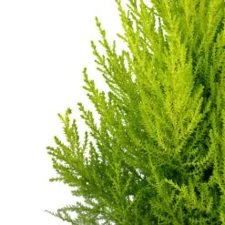 Flowerbox Topfpflanze, Zimmerzypresse "Goldcrest Wilma" Pyramide - Cupressus - Höhe Ca. 50 Cm, Topf-Ø 17 Cm 7 Flowerbox Topfpflanze, Zimmerzypresse "Goldcrest Wilma" Pyramide - Cupressus - Höhe Ca. 50 Cm, Topf-Ø 17 Cm -Wohnen Wohndeko Verkäufe unnamed file 7253