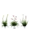 Flowerbox Zimmerpflanze, 3er-Set Kängurublume - Höhe Ca. 40 Cm, Topf-Ø 14 Cm - Anigozanthos Flavida 2 Flowerbox Zimmerpflanze, 3er-Set Kängurublume - Höhe Ca. 40 Cm, Topf-Ø 14 Cm - Anigozanthos Flavida -Wohnen Wohndeko Verkäufe unnamed file 7254