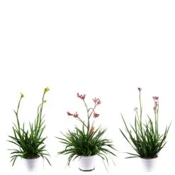 Flowerbox Zimmerpflanze, 3er-Set Kängurublume - Höhe Ca. 40 Cm, Topf-Ø 14 Cm - Anigozanthos Flavida