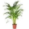 Flowerbox Zimmerpflanze, Goldfruchtpalme - Areca Dypsis Lutescens - Höhe Ca. 130 Cm, Topf-Ø 27 Cm -Wohnen Wohndeko Verkäufe unnamed file 7259