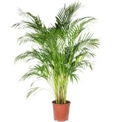 Flowerbox Zimmerpflanze, Goldfruchtpalme - Areca Dypsis Lutescens - Höhe Ca. 130 Cm, Topf-Ø 27 Cm