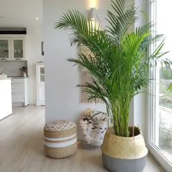 Flowerbox Zimmerpflanze, Goldfruchtpalme - Areca Dypsis Lutescens - Höhe Ca. 130 Cm, Topf-Ø 27 Cm -Wohnen Wohndeko Verkäufe unnamed file 7261