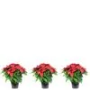 Flowerbox Zimmerpflanze, 3er-Set Weihnachtsstern - Höhe Ca. 50 Cm, Topf-Ø 17 Cm - Euphorbia Pulcherrima -Wohnen Wohndeko Verkäufe unnamed file 7263