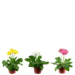 Flowerbox Zimmerpflanze, 3er-Set Gerbera - Höhe Ca. 25 Cm, Topf-Ø 12 Cm - Gerbera