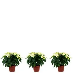 Flowerbox Topfpflanze, 3er-Set Weihnachtsstern -Höhe Ca. 40 Cm, Topf-Ø 25 Cm - Euphorbia Pulcherrima