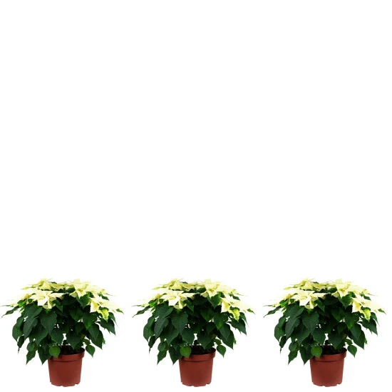 Flowerbox Topfpflanze, 3er-Set Weihnachtsstern -Höhe Ca. 40 Cm, Topf-Ø 25 Cm - Euphorbia Pulcherrima 3 Flowerbox Topfpflanze, 3er-Set Weihnachtsstern -Höhe Ca. 40 Cm, Topf-Ø 25 Cm - Euphorbia Pulcherrima