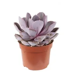 Flowerbox Zimmerpflanze, Echeverie Mix - Echeveria - Höhe Ca. 15 Cm, Topf-Ø 12cm