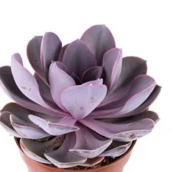 Flowerbox Zimmerpflanze, Echeverie Mix - Echeveria - Höhe Ca. 15 Cm, Topf-Ø 12cm -Wohnen Wohndeko Verkäufe unnamed file 7270