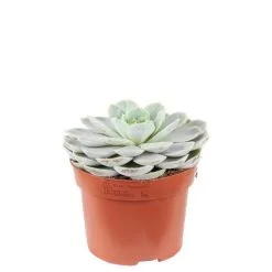 Flowerbox Zimmerpflanze, Echeverie Mix - Echeveria - Höhe Ca. 15 Cm, Topf-Ø 12cm -Wohnen Wohndeko Verkäufe unnamed file 7271