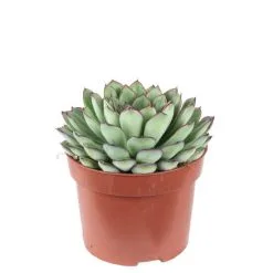 Flowerbox Zimmerpflanze, Echeverie Mix - Echeveria - Höhe Ca. 15 Cm, Topf-Ø 12cm -Wohnen Wohndeko Verkäufe unnamed file 7272