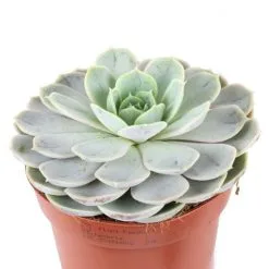 Flowerbox Zimmerpflanze, Echeverie Mix - Echeveria - Höhe Ca. 15 Cm, Topf-Ø 12cm -Wohnen Wohndeko Verkäufe unnamed file 7273