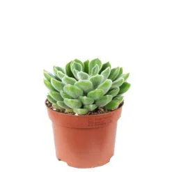 Flowerbox Zimmerpflanze, Echeverie Mix - Echeveria - Höhe Ca. 15 Cm, Topf-Ø 12cm -Wohnen Wohndeko Verkäufe unnamed file 7274