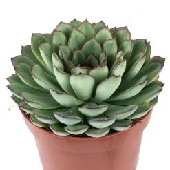 Flowerbox Zimmerpflanze, Echeverie Mix - Echeveria - Höhe Ca. 15 Cm, Topf-Ø 12cm -Wohnen Wohndeko Verkäufe unnamed file 7275