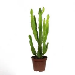 Flowerbox Wolfsmilch, Euphorbia Triangularis