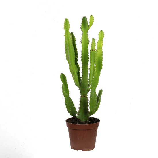 Flowerbox Wolfsmilch, Euphorbia Triangularis 3 Flowerbox Wolfsmilch, Euphorbia Triangularis