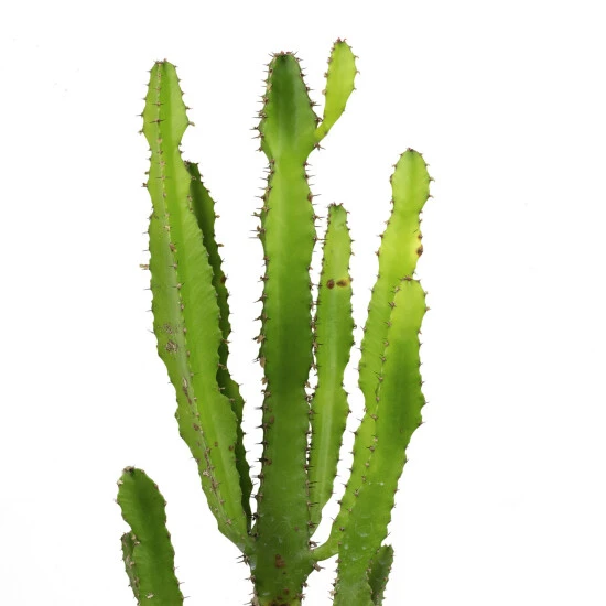 Flowerbox Wolfsmilch, Euphorbia Triangularis 4 Flowerbox Wolfsmilch, Euphorbia Triangularis – Bild 2