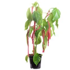 Flowerbox Katzenschwänzchen, Acalypha Hispida