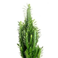 Flowerbox Dreikantige Wolfsmilch, Euphorbia Trigona -Wohnen Wohndeko Verkäufe unnamed file 7285