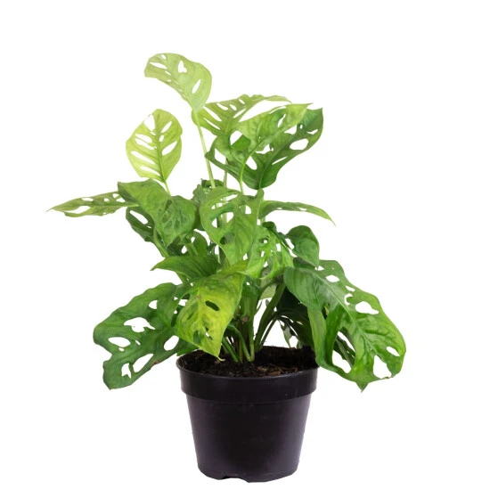 Flowerbox Schiefes Fensterblatt, Monstera Obliqua 3 Flowerbox Schiefes Fensterblatt, Monstera Obliqua